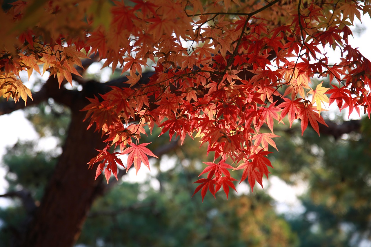 leaves, maple, tree, autumn leaves, autumn, nature, fall, season, woods, forest, maple, maple, autumn leaves, autumn leaves, autumn, autumn, autumn, autumn, autumn, fall, fall-4392723.jpg
